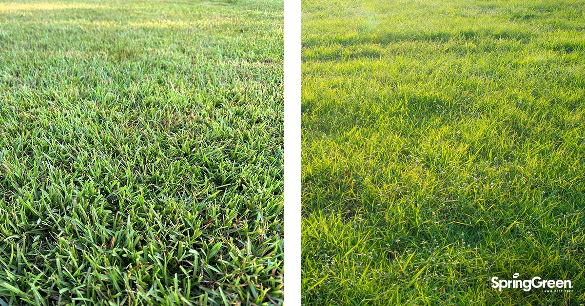 Zoysia vs Centipede Grass for Low-Maintenance Lawns | Blog | Spring Green