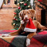 5 Hazardous Plants To Keep Away From Your Pets