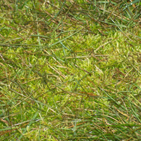 5 Tips to Controlling Moss In Your Lawn