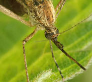5,674 Cases of West Nile Virus Reported in 2012