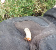 Active Grubs in June?