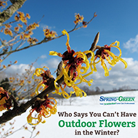 The Best Winter Flowering Options for You