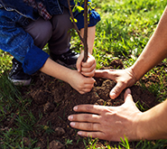 Buying a Tree Isn’t an Impulse Purchase