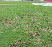 Controlling and Getting Rid of Grubs in the Lawn