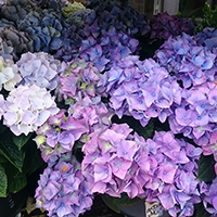 When Should I Cut Back My Hydrangeas?