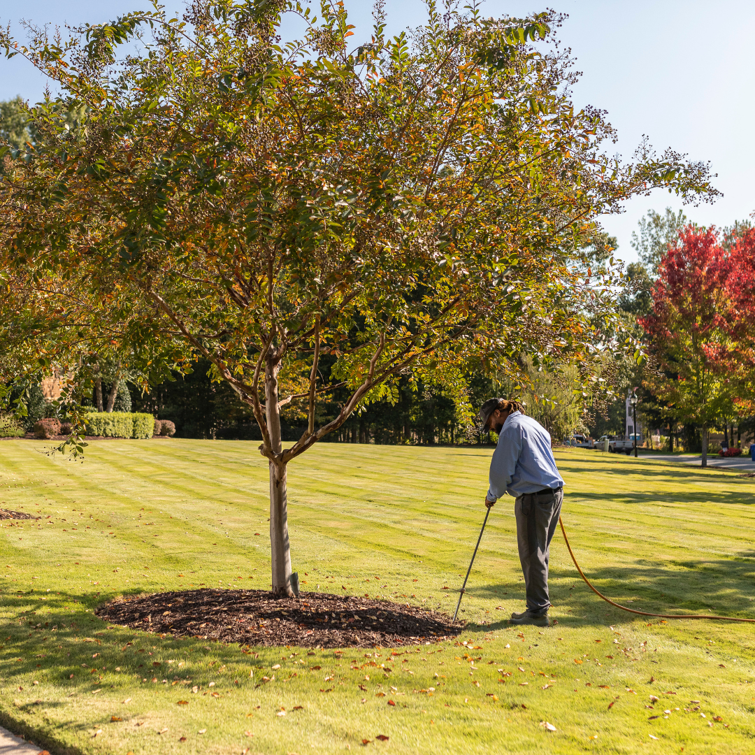 Deep Root Feeding Your Trees and Shrubs in Fall