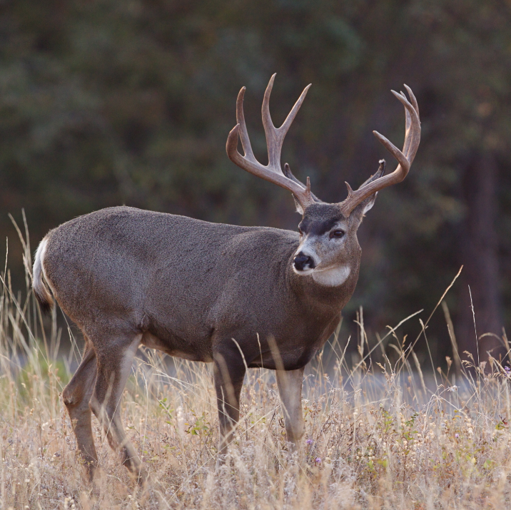 Deer Damage – Protect Your Landscape This Winter