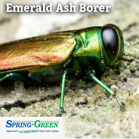 Destructive Tree Insect Beetle: The Emerald Ash Borer
