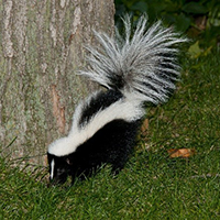 Has Your Dog Been “Skunked” Lately?