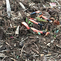 Dog Stinkhorns: Have You Seen Them?