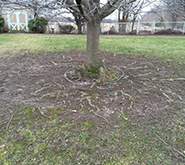 What You Should Do About Exposed Tree Roots