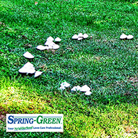 Fairy Rings: Bringing Back the Magic