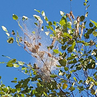 Fall Webworms: Have You Seen Webs In Your Trees?
