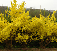 The Forsythia Are Blooming! What Does That Mean For You?