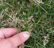 How Grass Grows: Seed Heads, Flowers and Fertilizer