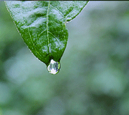 How to Control Mosquitoes by Reducing Standing Water