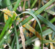 Is Your Lawn Mower Turning Orange? You May Have Lawn Rust Problems