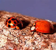 Ladybugs in the House? They Might Actually Be Multicolored Asian Lady Beetles