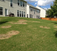 Why Does My Lawn Have a Disease and My Neighbor's Lawn Doesn't?
