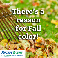 Why Do Leaves Change Color In The Fall?
