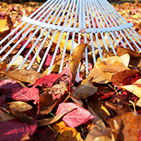 Leaves: Are They Overtaking Your Yard?