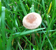 Why Are There So Many Mushrooms In My Lawn?