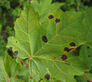 All About Maple Tar Spot, the Black Spots on Your Maple Trees
