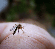 Mosquitoes 101