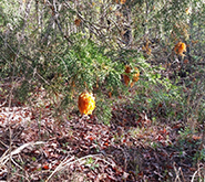 What Are Those Orange Slimy Growths In My Trees?