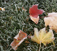 Fall Lawn Care: Our Top 5 Tips
