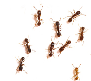 Outdoor Ant Control: Killing Ants in the Lawn