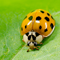 Outdoor Insects Will Soon Begin Moving Indoors...