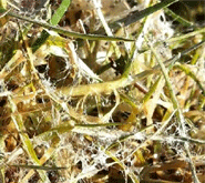 Pink and Grey Snow Mold