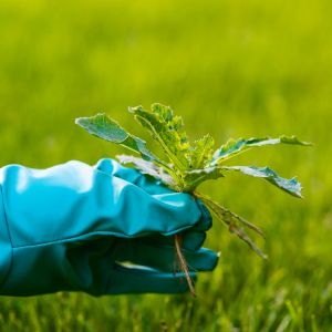 What Makes A Plant A Weed? Characteristics of Weeds and What They Are