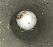 Planting Bulbs in the Fall: Autumn Bulb Planting Tips