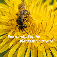 Do You Have Plants That Attract Bees?