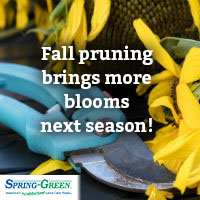 Pruning: How and When to Prune Flowering Plants