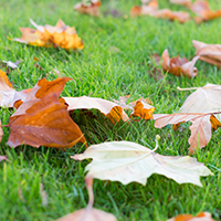 Have You Reflected on Your Lawn and Landscape Yet?