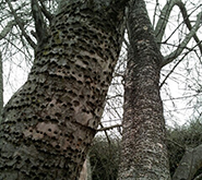 Sapsuckers: Don't Let Them Destroy Your Trees!
