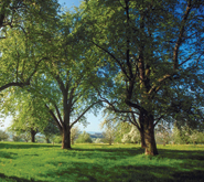 Spring-Green Lawn Care Plants Trees