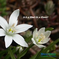 Star-of-Bethlehem: Flower Or A Weed?