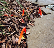 Stinkhorns: What Is This Fungus Among Us?