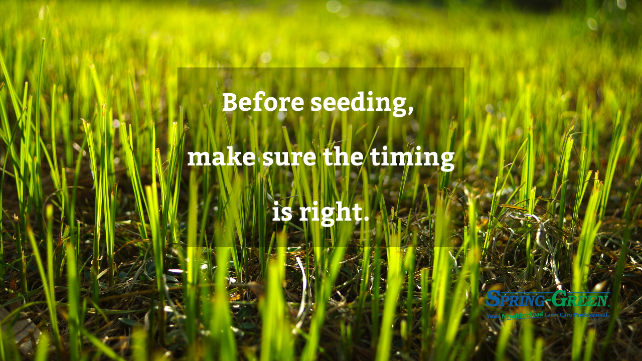 Are You Sure You Want To Plant Grass Seed This Spring?
