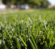 The #1 Lawn Care Tip for the Best Lawn in the Neighborhood
