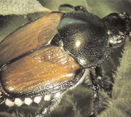 They're Back – Understanding and Controlling Japanese Beetles