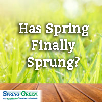 Has Spring Finally Sprung? Tips For Your Lawn This Spring Season!