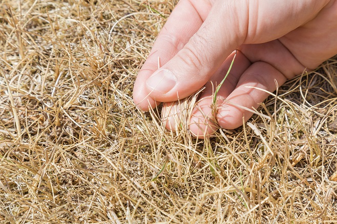 Tips To Fix Your Lawn During A Summer Drought