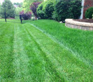 Who Is Tired Of Mowing Their Lawn Every Four Days?