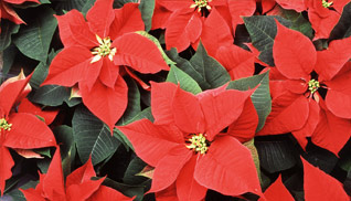 Top 5 Winter Indoor Plants: Caring for Orchids and Other Plants