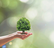 What Is Arbor Day?